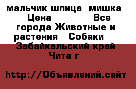 мальчик шпица (мишка) › Цена ­ 55 000 - Все города Животные и растения » Собаки   . Забайкальский край,Чита г.